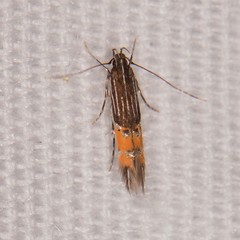 Cosmopterix chisosensis