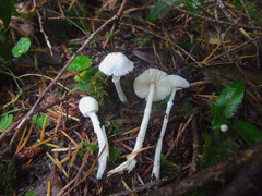 Lepiota sequoiarum