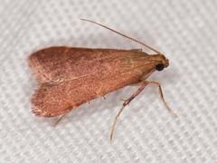 Arta epicoenalis