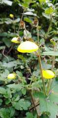 Calceolaria