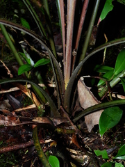 Bromelia granvillei