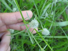 Eryngium coronatum