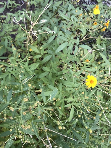 Tagetes lemmonii