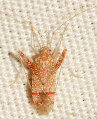 Phytocoris depictus