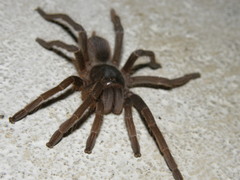 Acanthoscurria natalensis