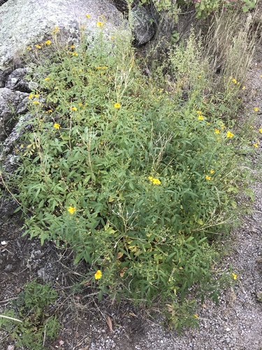Tagetes lemmonii