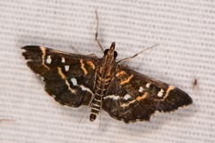 Diathrausta harlequinalis