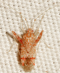 Phytocoris depictus