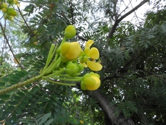 Cassiinae