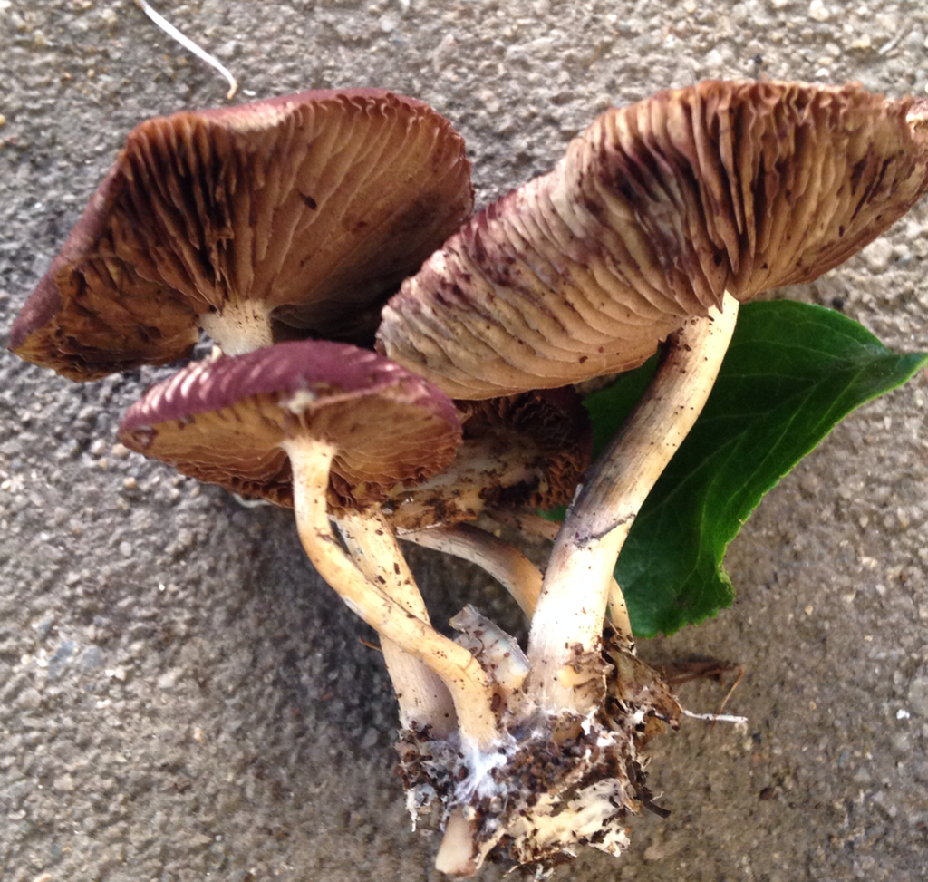 Stlt Shellmound Psilocybe allenii from 5588–5710 Shellmound St, Emeryville, CA, US on ...