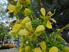 Cassiinae