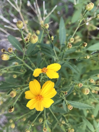 Tagetes lemmonii