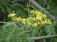 Cassiinae