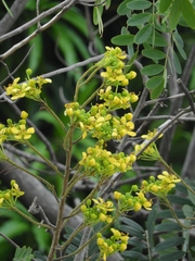 Cassiinae