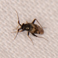 Spanagonicus albofasciatus