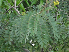 Cassiinae
