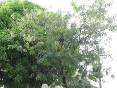 Cassiinae