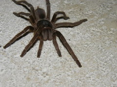 Acanthoscurria natalensis