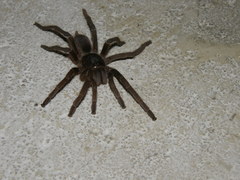 Acanthoscurria natalensis