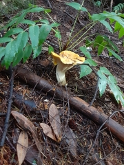 Cantharellus cascadensis