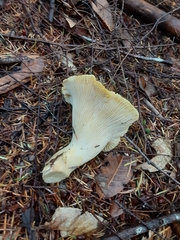 Cantharellus cascadensis