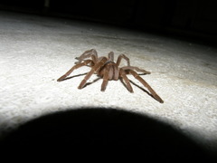 Acanthoscurria natalensis