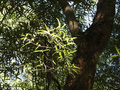 Nectandra angustifolia