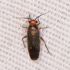 Lopidella flavoscuta