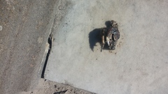 Pseudocheirus peregrinus