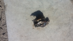 Pseudocheirus peregrinus