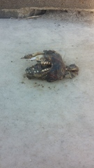 Pseudocheirus peregrinus