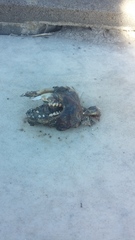 Pseudocheirus peregrinus