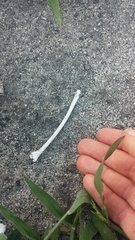 Pseudocheirus peregrinus