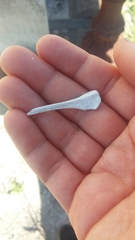 Pseudocheirus peregrinus