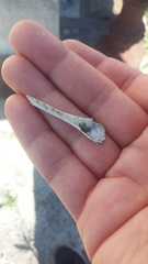 Pseudocheirus peregrinus