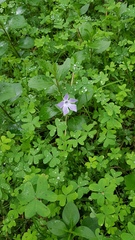 Vinca difformis