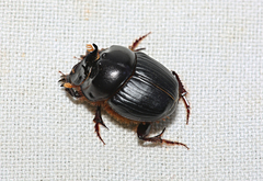 Onthophagus capella