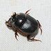 Onthophagus capella - Photo (c) Chris Burwell, some rights reserved (CC BY-NC), uploaded by Chris Burwell