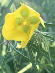 Ludwigia bonariensis
