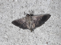 Microthyris prolongalis