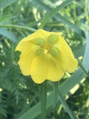 Ludwigia bonariensis