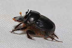 Onthophagus capella