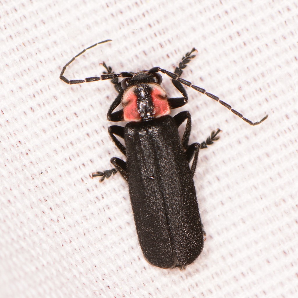 Discodon bipunctatum