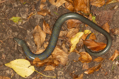 Anguis colchica