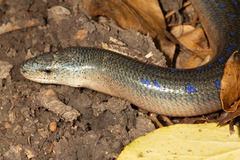 Anguis colchica