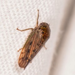 Marganana suilla