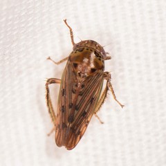 Marganana suilla