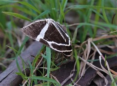 Fodina ostorius