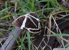 Fodina ostorius