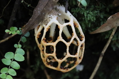 Clathrus chrysomycelinus